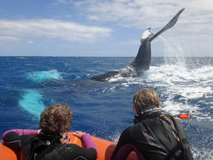 Humpback Whale Calf Learns to Tail Slap - Jan & Michael Wigley