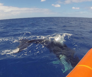 Humpback Whale Calf in the Silverbanks - Amanda Smith