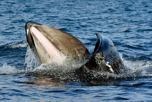 Humpbacks Feeding Iceland