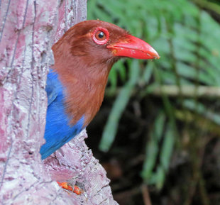 Blue Magpie, Sinharaja National Park