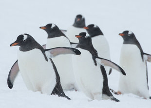 Gentoo Penguins in Antarctica Nicolas Gildemeister