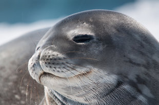 Seal in Antarctica