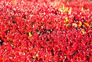 Vegetation in Greenland's Autumn