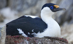 Blue Eyed Shag Wim van Passel