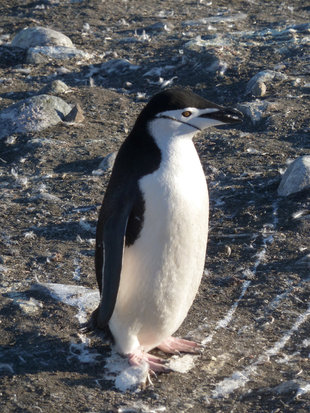 Chinstrap Penguin Antarctica Charlotte Caffrey