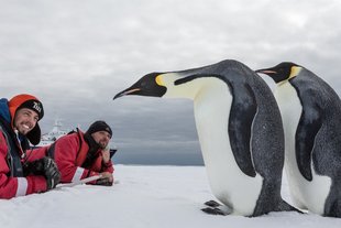 Emperor Penguin, Photography, Rolf Stange
