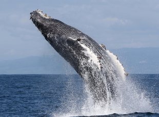 Humpback Whale Iceland