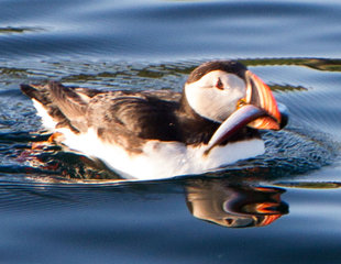 Puffin in Iceland