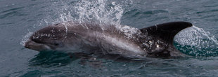 White Beaked Dolphin Iceland