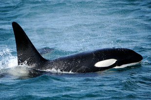 Orca in Iceland