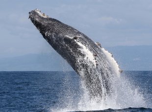 Humpback Whale Breaching Iceland