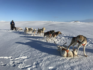 Dog Sledding Iceland