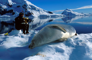 Lounging Crabeater Seal & Diver