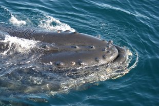 Humpback Whale Iceland