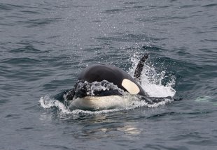 Orca Snæfellsnes Peninsula Iceland