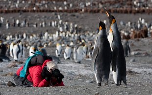 king-penguins-photography-antarctica-falklands-south-georgia-polar-expedition-cruise.jpeg