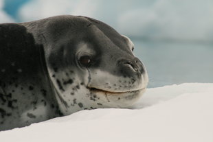 weddell-seal-antarctica-polar-voyage-wilderness-wildlife-cruise-voyage-charlotte-caffrey.jpg