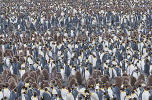 king-penguin-colony.jpg