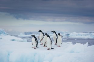 penguins-antarctica-widlife-marine-life-photography-small-ship-david-merronuntitled.jpg