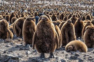 st andrews penguin colony falklands south georgia antarctic peninsula voyage.jpg