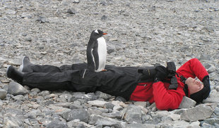 penguin-on-man-antarctic-gentoo-wildlife-marine-life-cruise-expedition-voyage.jpg