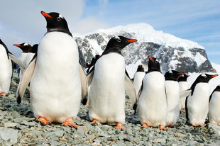 antarctic-peninsula-danco-island-gentoo-penguins-march-martin-van-lokven-wilderness-wildlfie-marine-life-voyage-cruise.jpg