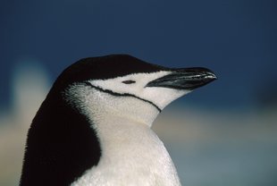 chinstrap-penguin-antarctica-peninsula-wildlfie-marine-life-voyage-cruise.jpeg