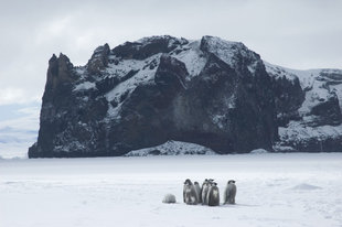 emperor-rookery-cape-washington-ross-sea-antarctica-polar-voyage-cruise-argentina-new-zealand.jpg
