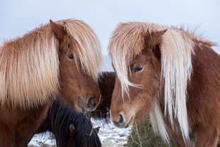 icelandic-horses.jpg