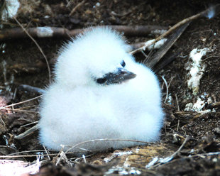 Chick Seychelles Doug Howes