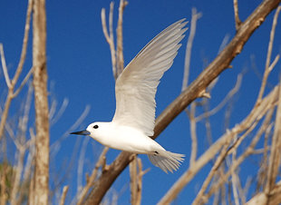 Fairy Tern Birdlife Seychelles Doug Howes