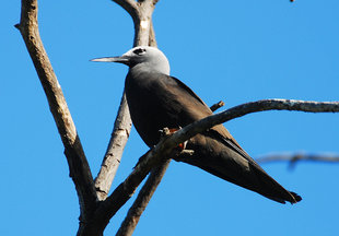 Noddy Bird Seychelles Doug Howes