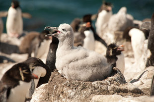 Rockhopper & Black-browed Albatross colony Falkland Islands.jpeg
