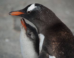 Gentoo chick waiting to be fed Antarctica.jpeg