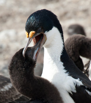 Blue-eyed shag feeding Falkland islands.jpeg