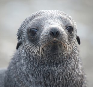 young-fur-seal-falklands-islands.jpeg