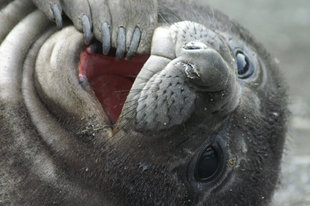 Cute Elephant Seal Pup