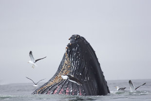 Humpback Whale & Birds Antarctica