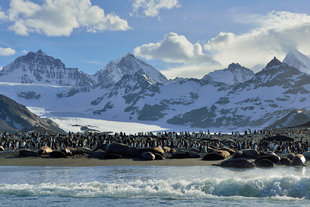 Elephant Seals & King Penguins, St Andrews Bay, South Georgia