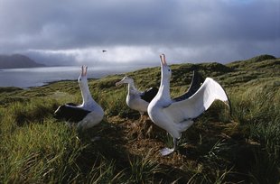Wandering Albatross, South Georgia