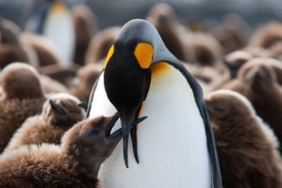 King Penguin chick being fed, South Georgia