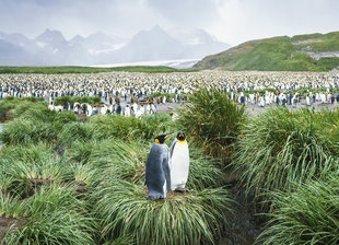 Salisbury Plain, South Georgia,  Dietmar Denger