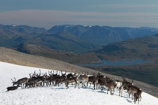 Reindeer Northern Norway, Lyngen Alps