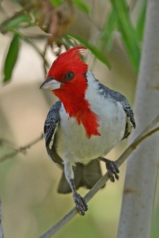 red-crested-cardinal-paroaria.jpg