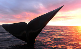 Whale Tail Peninsula Valdes Argentina.jpg