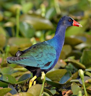 purple-gallinule-esteros-del-ibera-birds.jpg