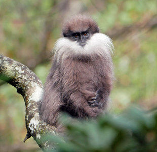 Purple Faced Langur Monkey, Horton Plains - Charlotte Caffrey