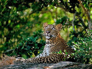 Leopard in Sri-Lanka