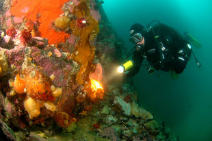 Diving in Antarctica Aqua-Firma