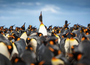 King Penguins South Georgia Aqua-Firma